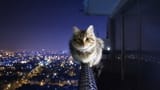 HD-wallpaper-cat-on-a-ledge-cute-funny-cat-cats