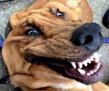 dog_reaction_pic
