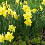 daffodil
