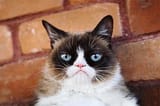 kitty