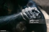 chimpanzee-hands-leipzig-zoo-germany-november-2019[1]