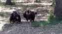 cinereous vultures_thumb.jpg