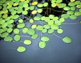 Lily-Pads-scaled-1393516113