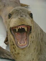 happy seal
