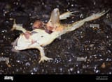 frog-killed-by-a-car-on-asphalt-road-at-night-2AKFK1D