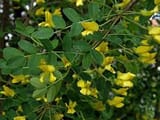 peashrub flowers