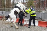 naughty-horse