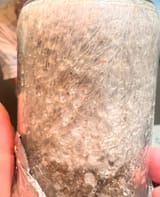 Mycelium 