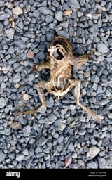 dead-frog-queensland-australia-B7N1GR