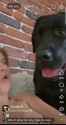 dog_thumb.jpg