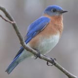 Eastern_Bluebird-KenThomas-300x300