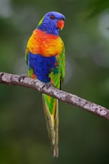 800px-Rainbow_lorikeet