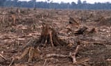 1e7g2a63k2_deforestation_causes_HI_104236