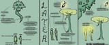 Thread 40721603 OP Image