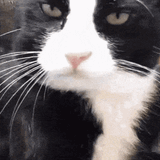 cat-cat-lick