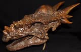Stygimoloch_spinifer_skull