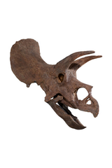 Screenshot 2025-07-14 at 13-48-59 An Exceptional Very Complete Triceratops Skull History of Science &amp; Technology Including Fossils Minerals &amp; Meteorites 2021 Sotheby&#039;s
