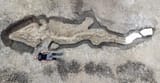 Rutland-ichthyosaur-full-width