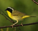 Common_Yellowthroat_s36-34-026_l_1