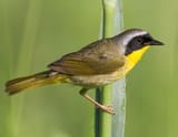 Common_Yellowthroat_male_1-24-17
