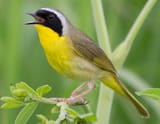 Common_Yellowthroat_male_singing_1-24-17