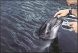 Porpoise_touching
