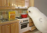Finna cook