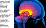 corpus-callosum &amp; the alfa particle