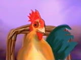 rooster