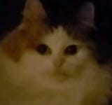 Thread 40731639 OP Image