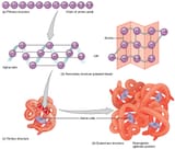 225_Peptide_Bond-01