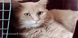 tumblr_n3ye5deeZl1rx5st2o1_400-2296264477