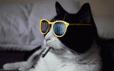 pizzacat