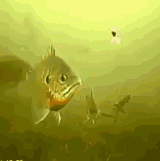 fishing-swallog