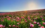 pink-poppy-flower-field-gwgho9lsj7zf5zy2