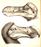 Dodo-in-Life-July-2020-Strickland-&amp;-Melville-Dodo-head-2-374px-154kb-July-2020-Darren-Naish-Tetrapod-Zoology