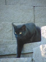IMG_4681