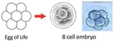 egg-of-life-embryo