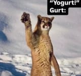 Gurt