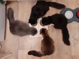 meow 4