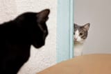kitties-looking-each-other-home_23-2149167046