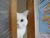 staring