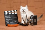 cute-ragdoll-kitten-movie-clipboard-600nw-27493630