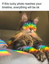 memes-pics-i-wish-i-could-tag-my-cat-in-310-66cc4eb3c9c50__700