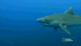 the-shark-immune-system-when-sharks-attack