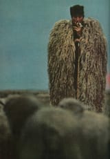 Hungarian shepherd