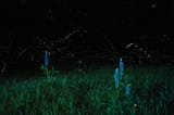 firefly-500x332