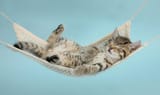 3-tabby-kitten-in-hammock-mark-taylor