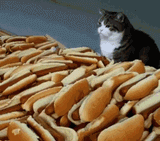 hotdog-hotdoggifs