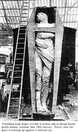 Irish-giant